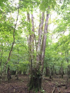 循環の豊かさの中で生きる～エネルギーとしてのお金との付き合い方 @ 静岡市民文化会館 | 静岡市 | 静岡県 | 日本